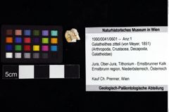 Foto (Objket + Etiketten) von Galatheithes zitteli (von Meyer, 1851) 